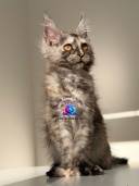 Untitled design - 44