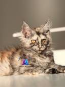 Untitled design - 42