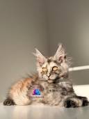 Untitled design - 39