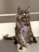 Untitled design - 41