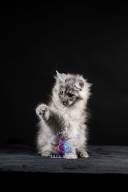 2026_02_28_TNMK_Litter_G&Red Cats_LOGO-2