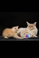 Untitled design.zip - 108