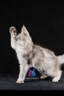 2026_02_28_TNMK_Litter_G&Red Cats_LOGO-38