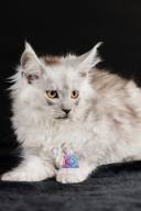 2026_02_28_TNMK_Litter_G&Red Cats_LOGO-28