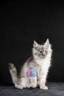 2026_02_28_TNMK_Litter_G&Red Cats_LOGO-19