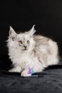 2026_02_28_TNMK_Litter_G&Red Cats_LOGO-25