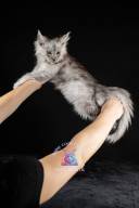 2026_02_28_TNMK_Litter_G&Red Cats_LOGO-34