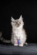 2026_02_28_TNMK_Litter_G&Red Cats_LOGO-4