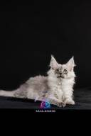 2026_02_28_TNMK_Litter_G&Red Cats_LOGO-45