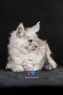 2026_02_28_TNMK_Litter_G&Red Cats_LOGO-31