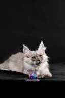 2026_02_28_TNMK_Litter_G&Red Cats_LOGO-47