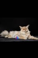 Untitled design.zip - 107