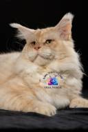 Untitled design.zip - 109