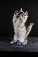 2026_02_28_TNMK_Litter_G&Red Cats_LOGO-15