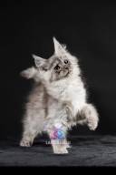 2026_02_28_TNMK_Litter_G&Red Cats_LOGO-22