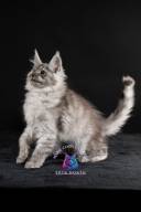 2026_02_28_TNMK_Litter_G&Red Cats_LOGO-13