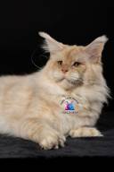 Untitled design.zip - 110