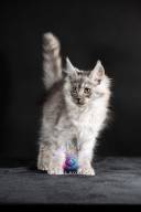 2026_02_28_TNMK_Litter_G&Red Cats_LOGO-18