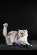 2026_02_28_TNMK_Litter_G&Red Cats_LOGO-41