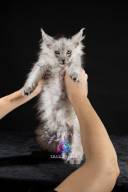 2026_02_28_TNMK_Litter_G&Red Cats_LOGO-35