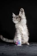 2026_02_28_TNMK_Litter_G&Red Cats_LOGO-5