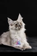 2026_02_28_TNMK_Litter_G&Red Cats_LOGO-48