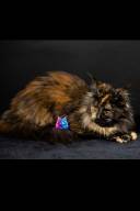 Untitled design - 10