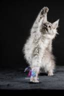 2026_02_28_TNMK_Litter_G&Red Cats_LOGO-8