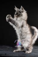 2026_02_28_TNMK_Litter_G&Red Cats_LOGO-10