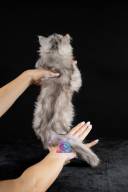 2026_02_28_TNMK_Litter_G&Red Cats_LOGO-33