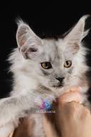 2026_02_28_TNMK_Litter_G&Red Cats_LOGO-36