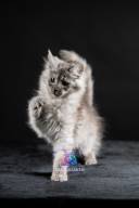 2026_02_28_TNMK_Litter_G&Red Cats_LOGO-7