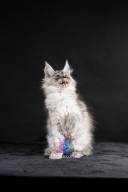 2026_02_28_TNMK_Litter_G&Red Cats_LOGO-17