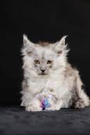 2026_02_28_TNMK_Litter_G&Red Cats_LOGO-29