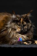 Untitled design - 11