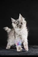 2026_02_28_TNMK_Litter_G&Red Cats_LOGO-23